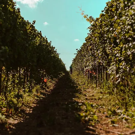 בית חווה La Vinia Bed&wine Experience - Adults Only *